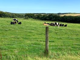 At the top of the hill near the swing are some cows