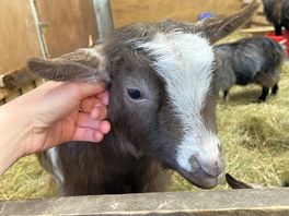 Pygmy goat