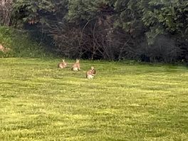 Rabbits came to play