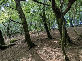 Nearby wood