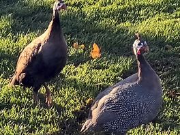 Some wildlife on site.