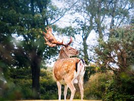 A beautiful stag around the site