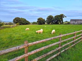 Sheep