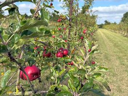 Orchard