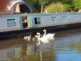 Swans and cygnets on the canal which is a short walk from the site.