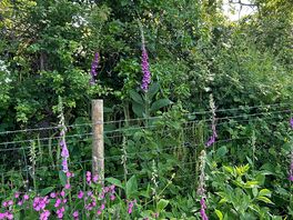 Wild foxgloves