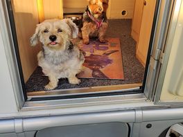 Dogs very happy