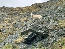 Wild sheep on our walk