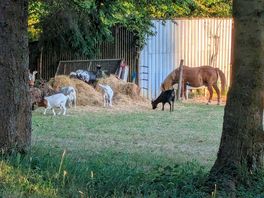 Animals on site