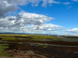 Estuary view
