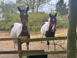 Nibs and star…. sisters.