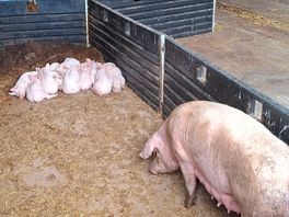 Beautiful baby piglets