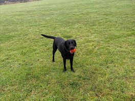 The dog field