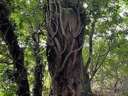 Old tree
