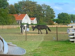 Horses