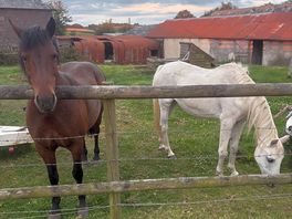The lovely freddie and rosebud