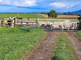 Working farm