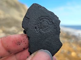Found a fossil imprint!