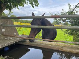 Horses in the next field - beautiful!