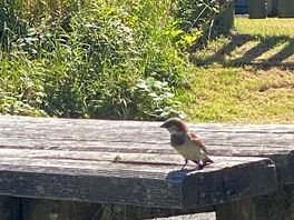 Beautiful bird ,photo by me