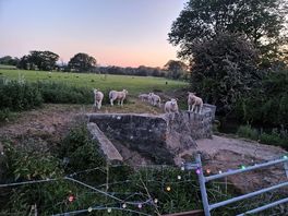 Lambs on the bridge