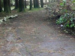 Overgrown access road and potholes