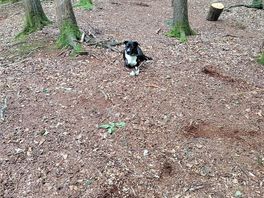 Well behaved dogs welcome