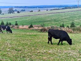 Neighbours 🐮🐄