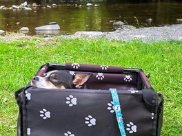 Dog friendly