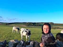 Cows