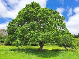 Photogenic tree in field