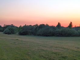 Just in the tree line