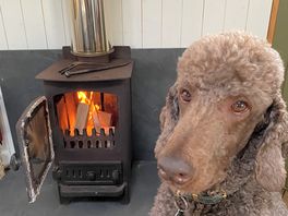 Angus enjoyed sleeping by the fire.