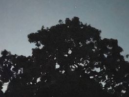 Night sky with tree in front of the tent