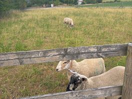 Sheep on site