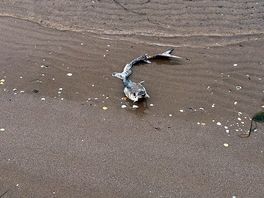 Local wildlife