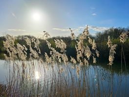 The reeds