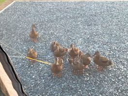 Very friendly visitors