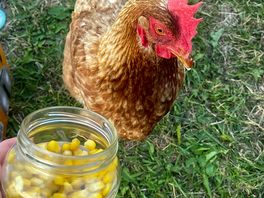 The hen we named frances