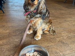 Dogs allowed in the cafe and treated so lovely