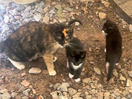 Lovely kittens.