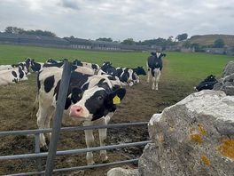 Cows