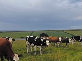 Cows
