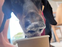 Colin enjoying a puppacino in the cafe