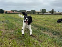 The fields at the back of site , lots of space for the dogs to run