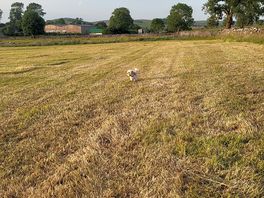 Camping field