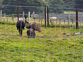 Emus!
