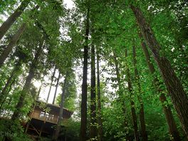 Cabin in the forest