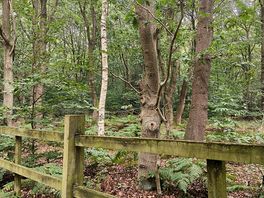 Beautiful forest!! lovely walk