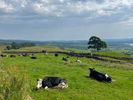 Cows on our hike 🥾